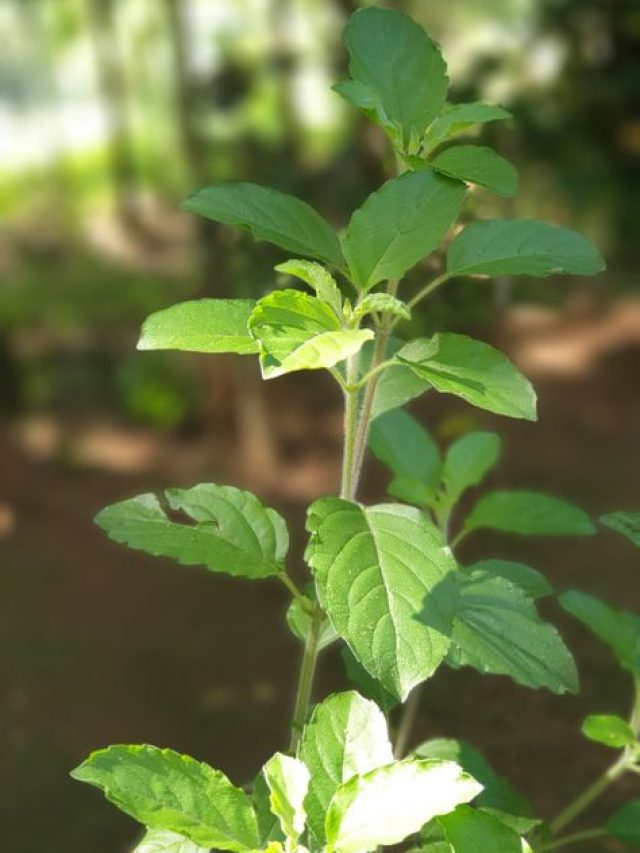 तुलसी का सूखा पौधा होगा हरा,बस ये सिंपल टिप्स करें फॉलो