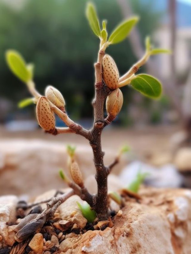 घर पर लगाएं बादाम का पौधा, फिर होगी पैसे की बरसात, कैसे?