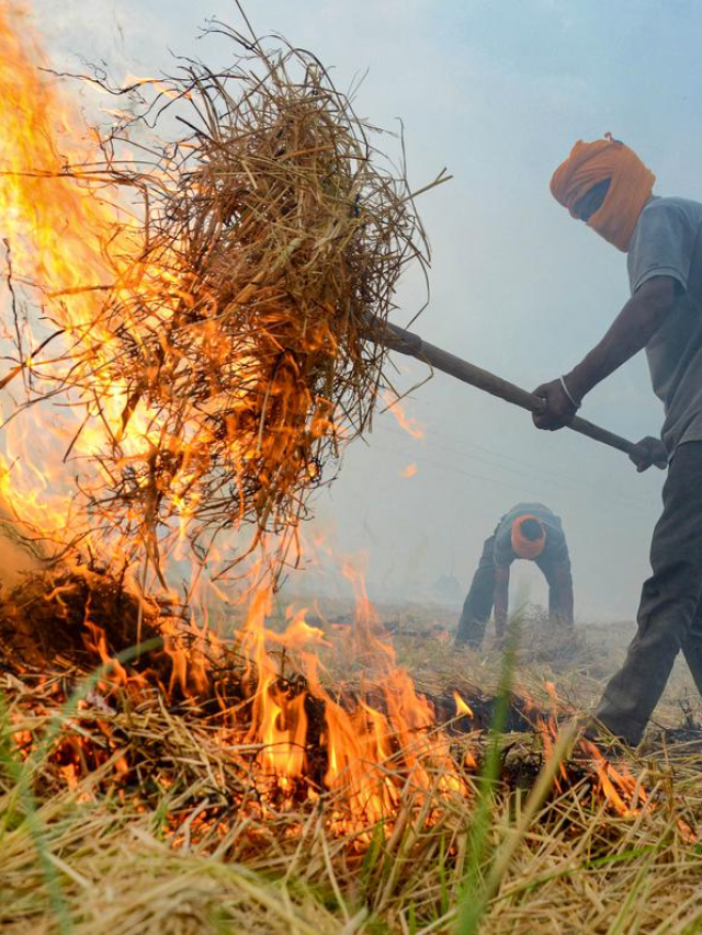 पराली क्या है? क्यों इसी मौसम में जलाते हैं ये…