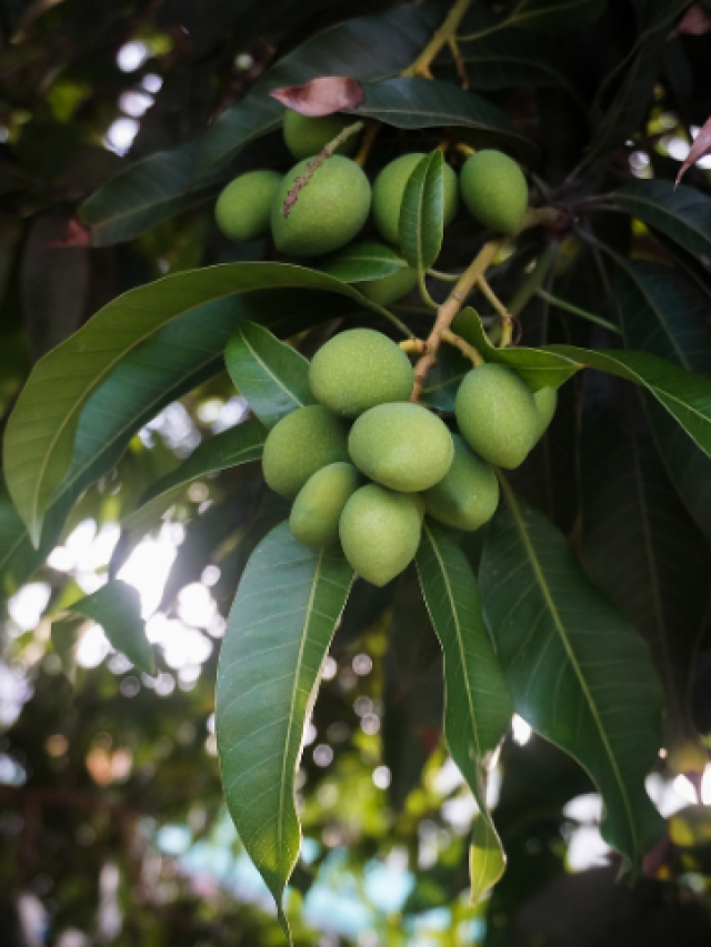 7 varieties of mango